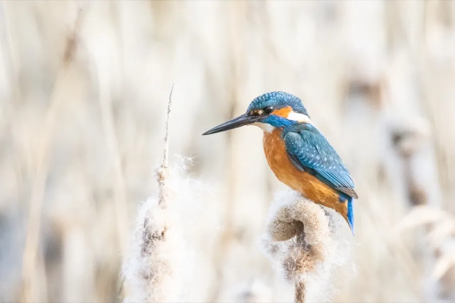 A kingfisher perched on a bulrush head gone to seed, against pale reeds.